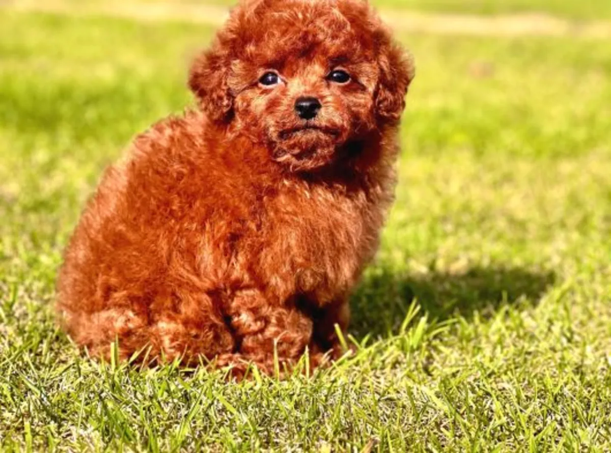 Щенок пуделя, кобель, умный и хорошо социализированный