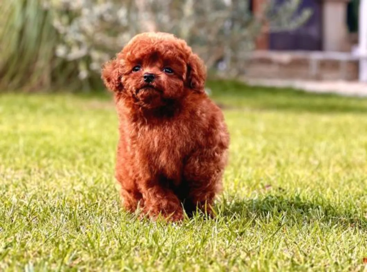 Щенок пуделя, кобель, умный и хорошо социализированный