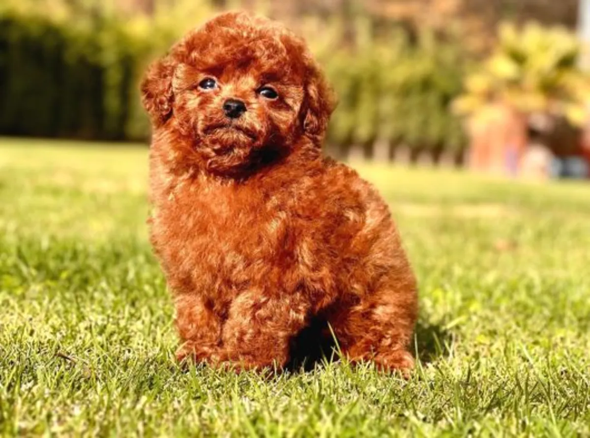 Щенок пуделя, кобель, умный и хорошо социализированный