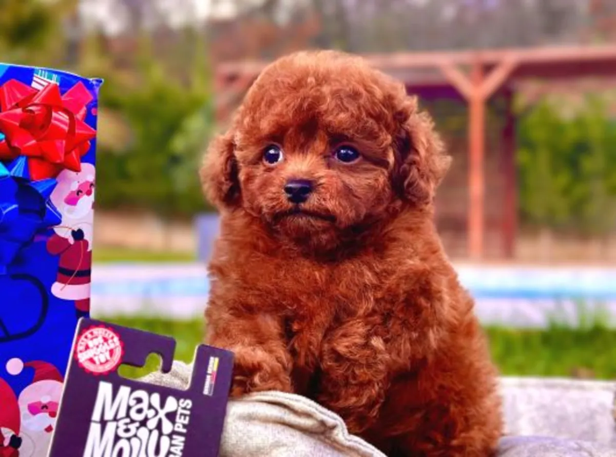 Щенок пуделя, кобель, умный и хорошо социализированный