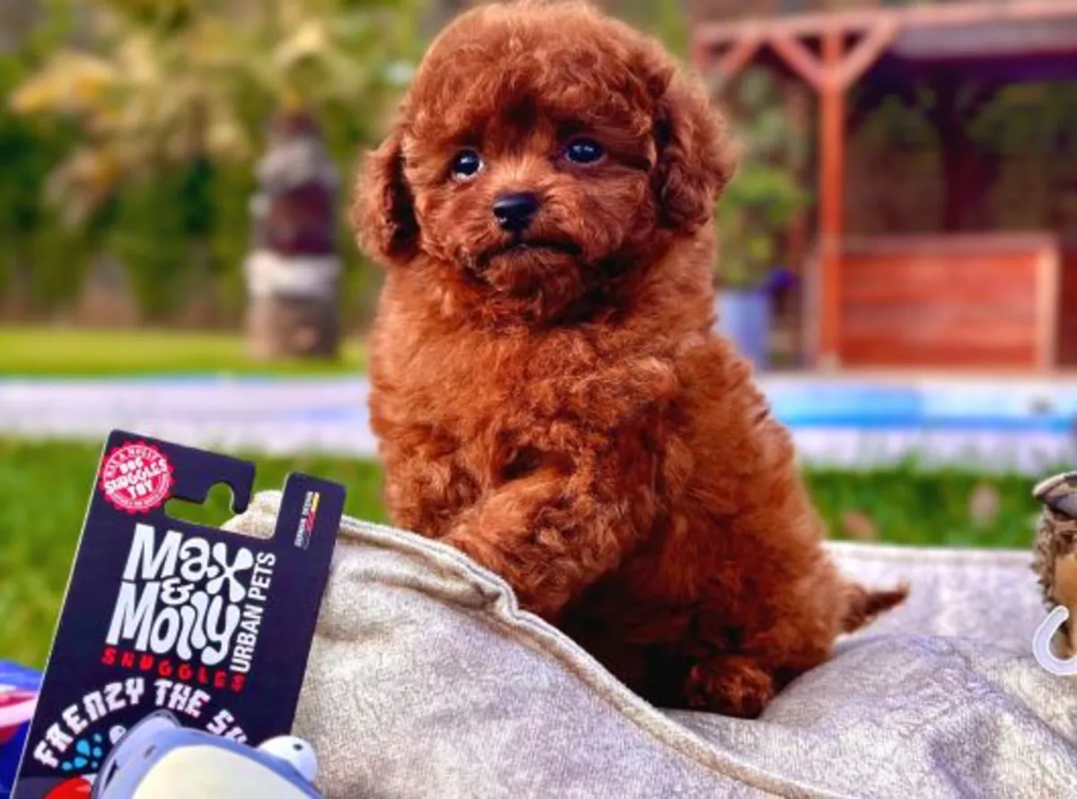 Щенок пуделя, кобель, умный и хорошо социализированный