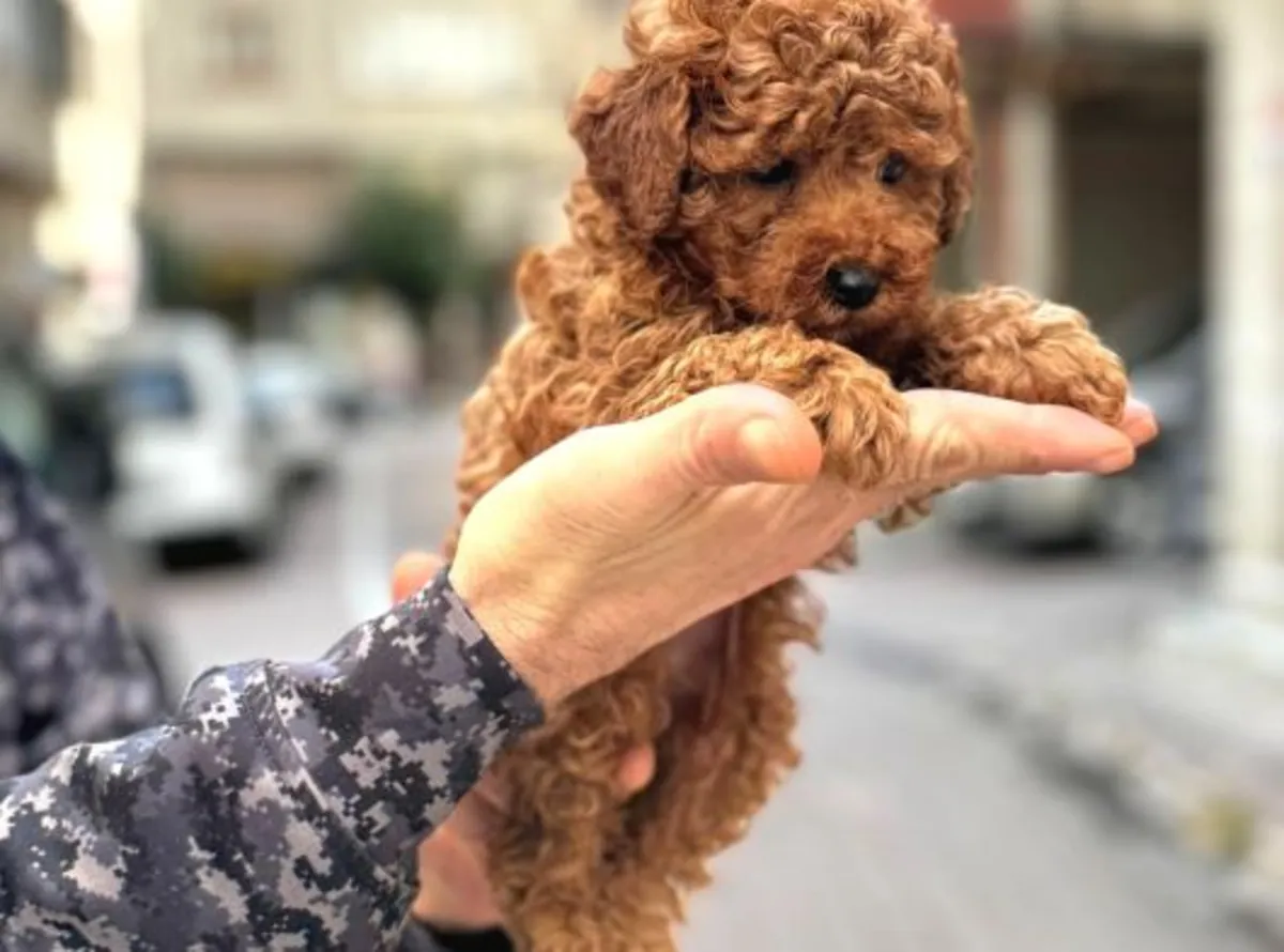 Щенок пуделя, сука, спокойный темперамент, домашнее выращивание