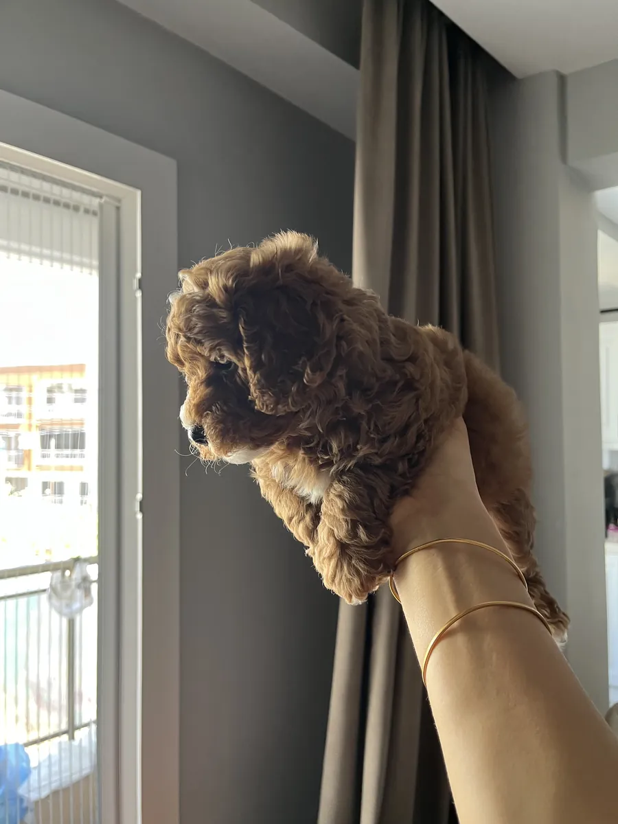 50 günlük erkek Toypoddle 1 numara 