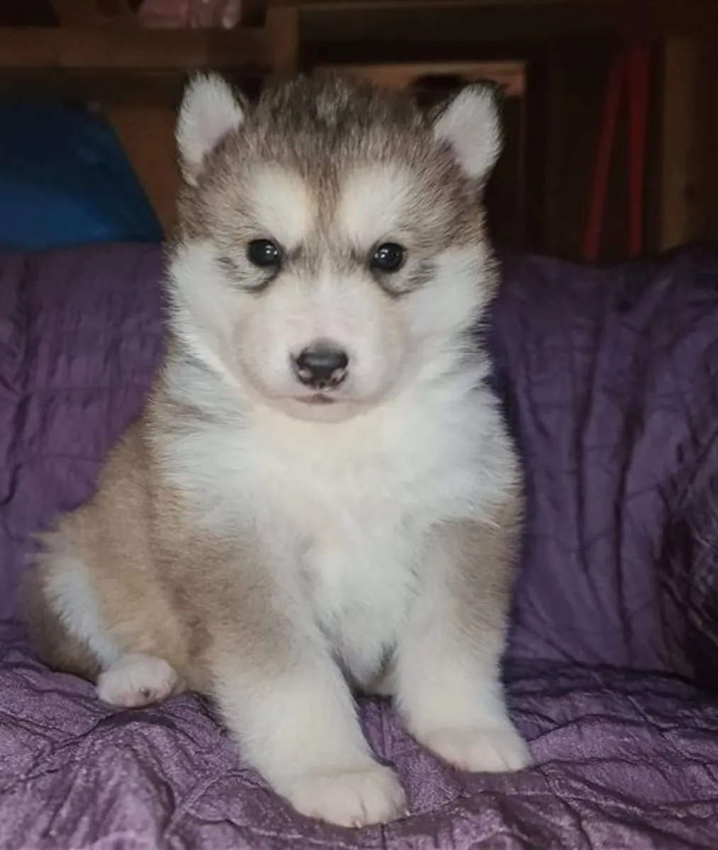  Kennel Club Registerd Alaskan Malamutes puppies for sale