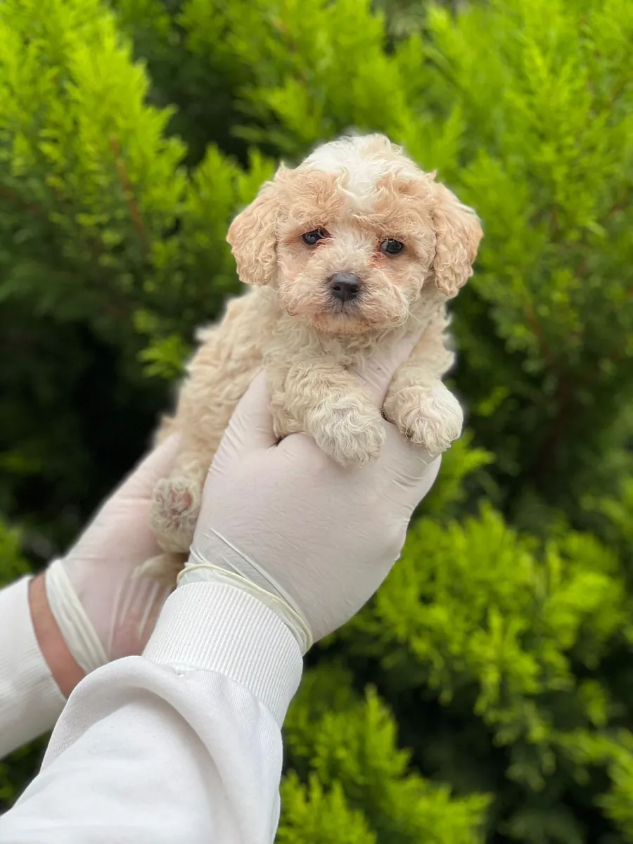 Büyümeyen poodle bebekler 