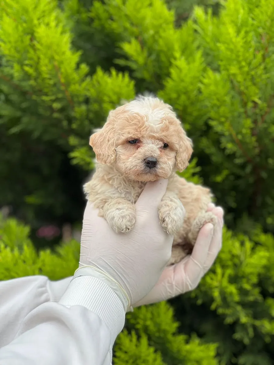 Büyümeyen poodle bebekler 