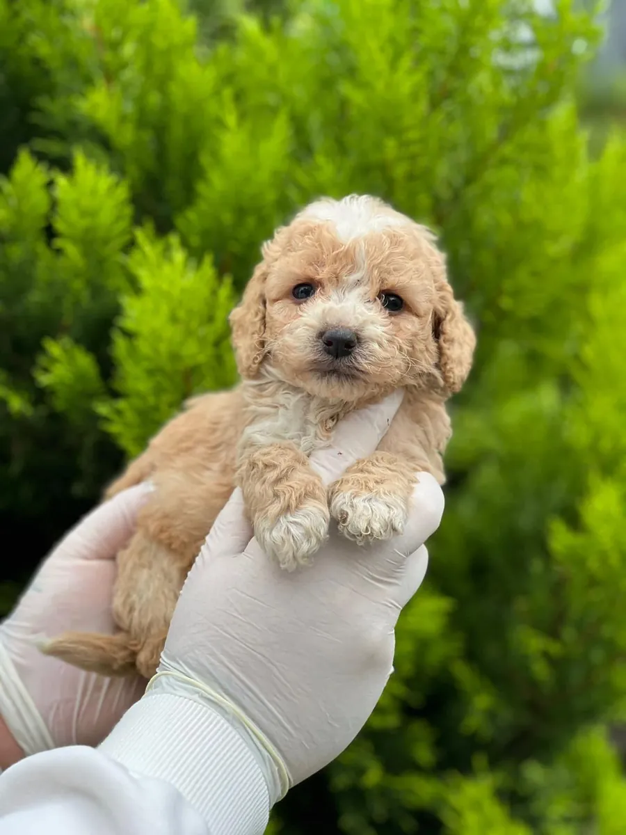 Büyümeyen poodle bebekler 