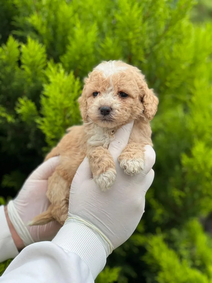 Büyümeyen poodle bebekler 
