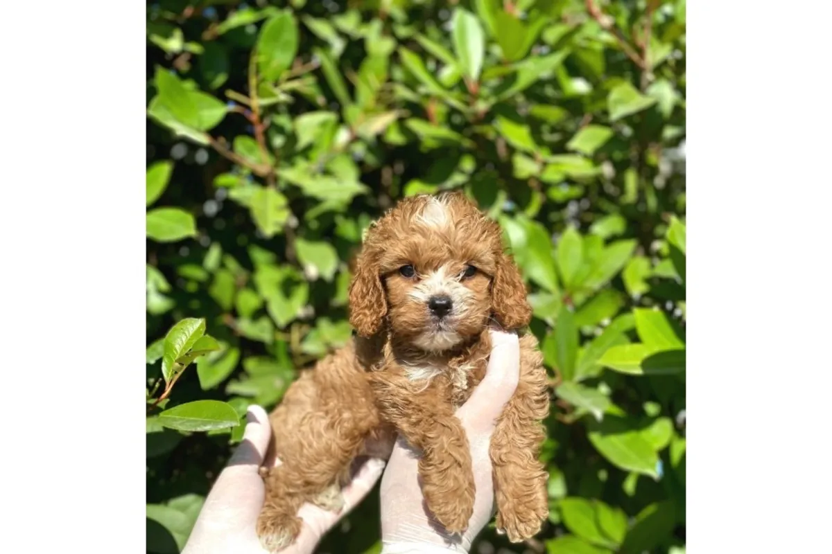 Veteriner onaylı poodle bebekler 