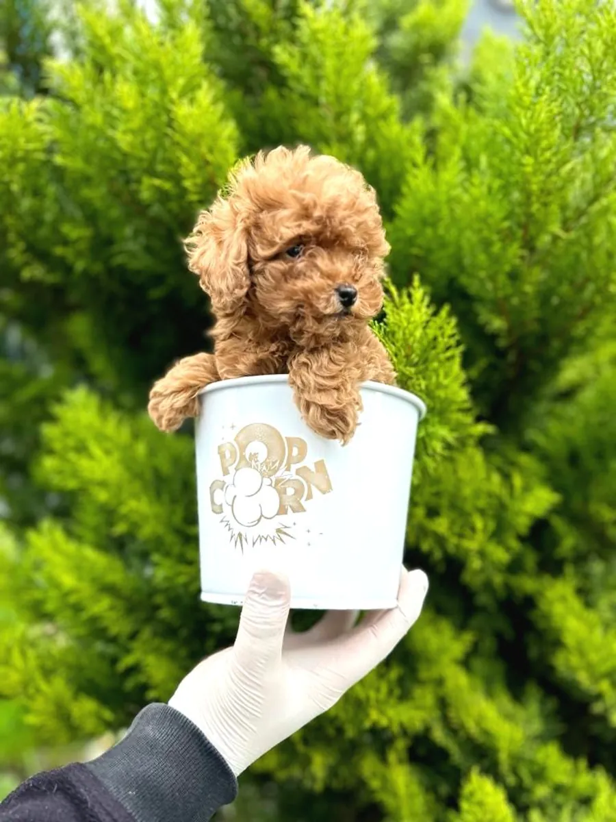 Veteriner onaylı poodle bebekler 
