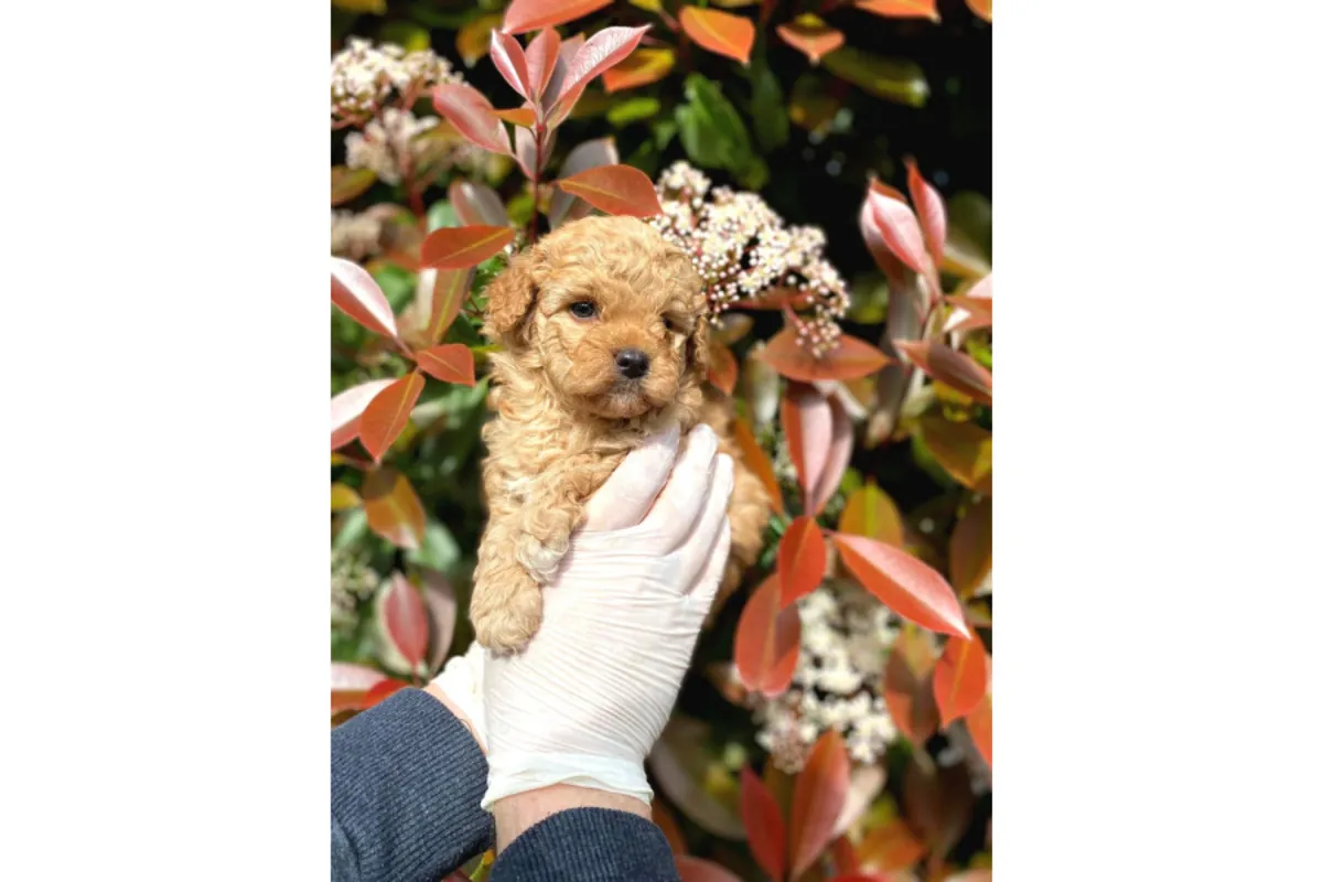 Veteriner onaylı poodle bebekler 