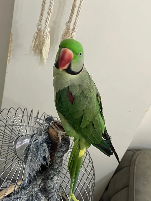 Papi