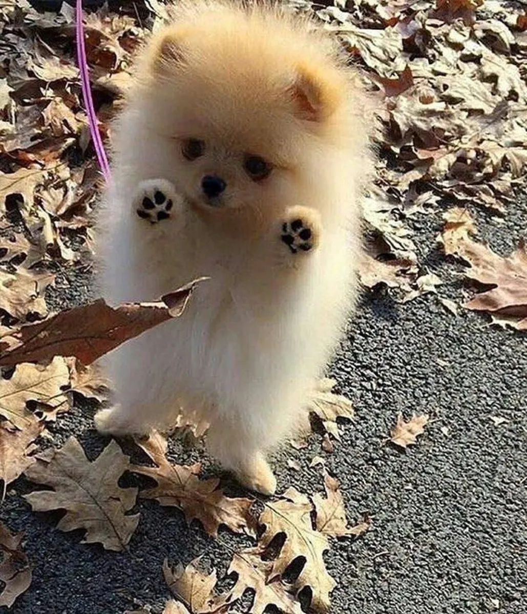 博美犬幼犬，雄性，性格自信，家养。