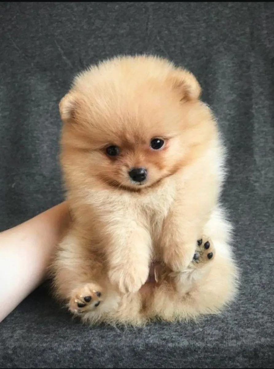 Щенок померанского шпица, девочка, с мягким характером и крепкой привязанностью к хозяину.