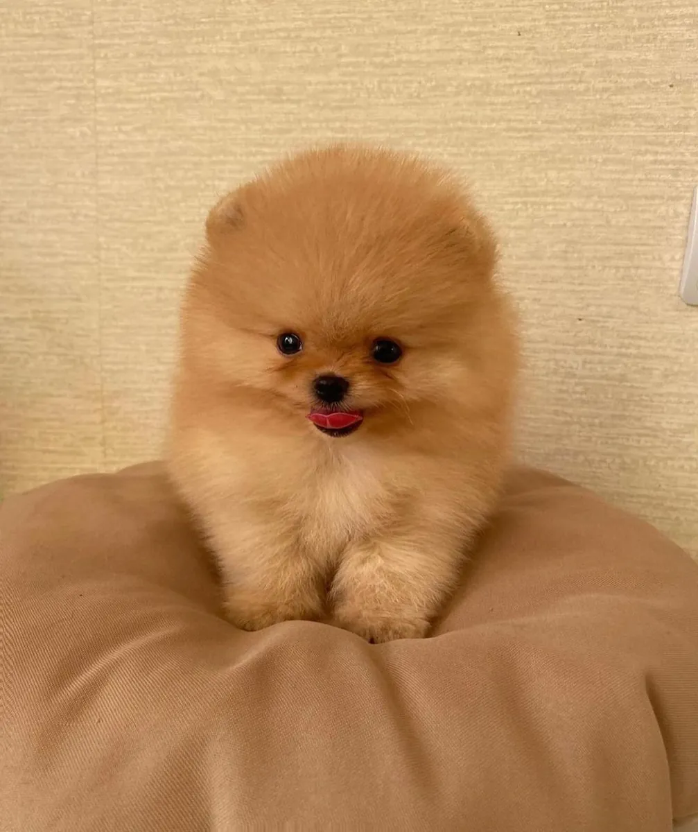 Щенок померанского шпица, девочка, с мягким характером и крепкой привязанностью к хозяину.