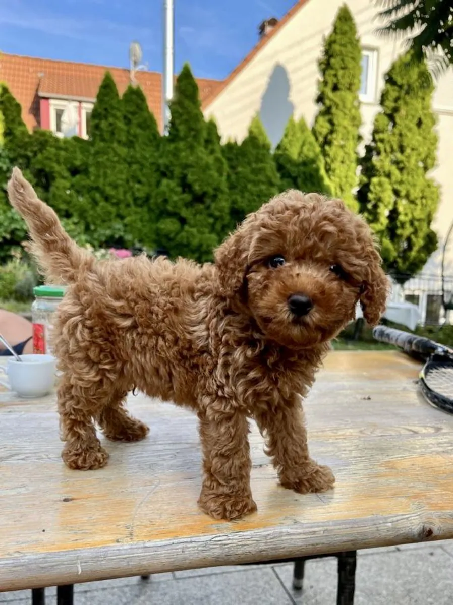 Chiot femelle caniche au tempérament calme et à la grande adaptabilité