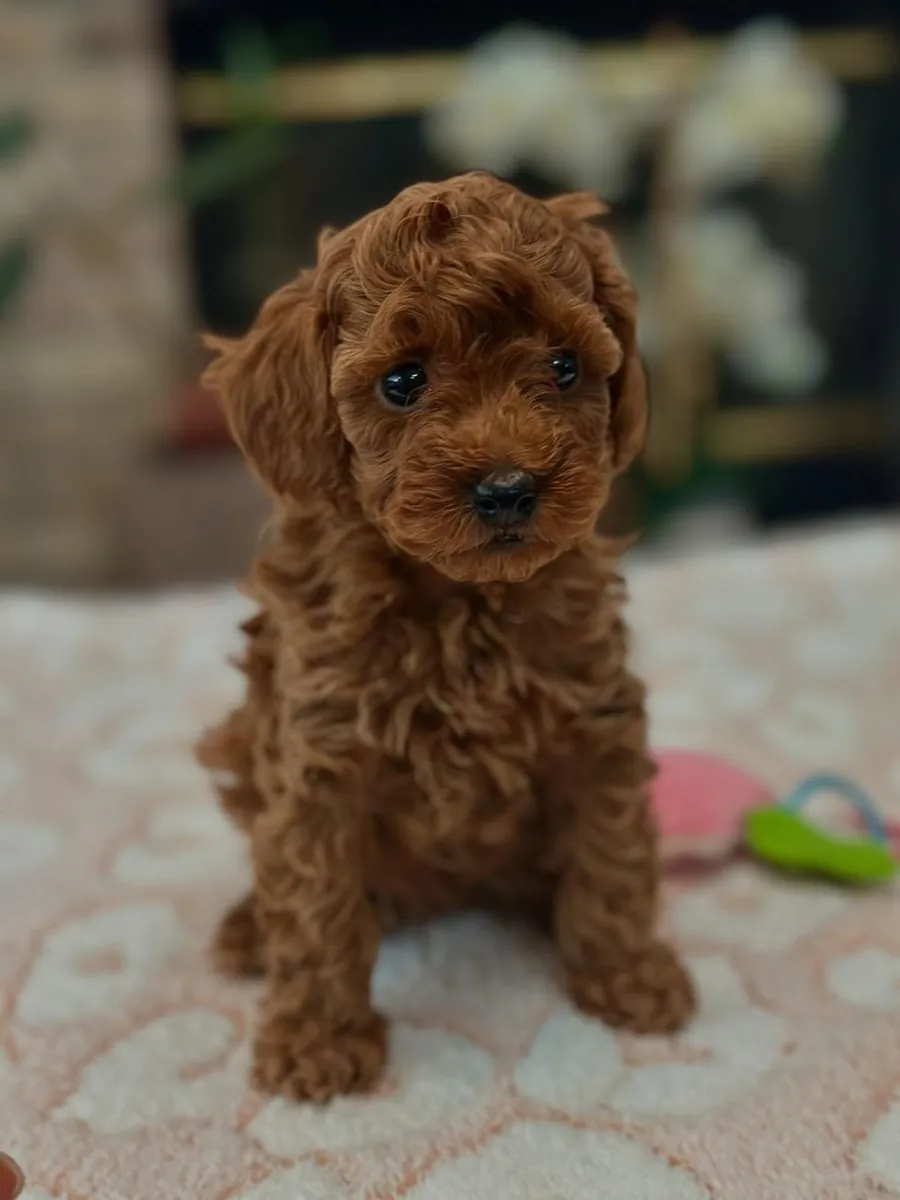 Chiot femelle caniche au tempérament calme et à la grande adaptabilité