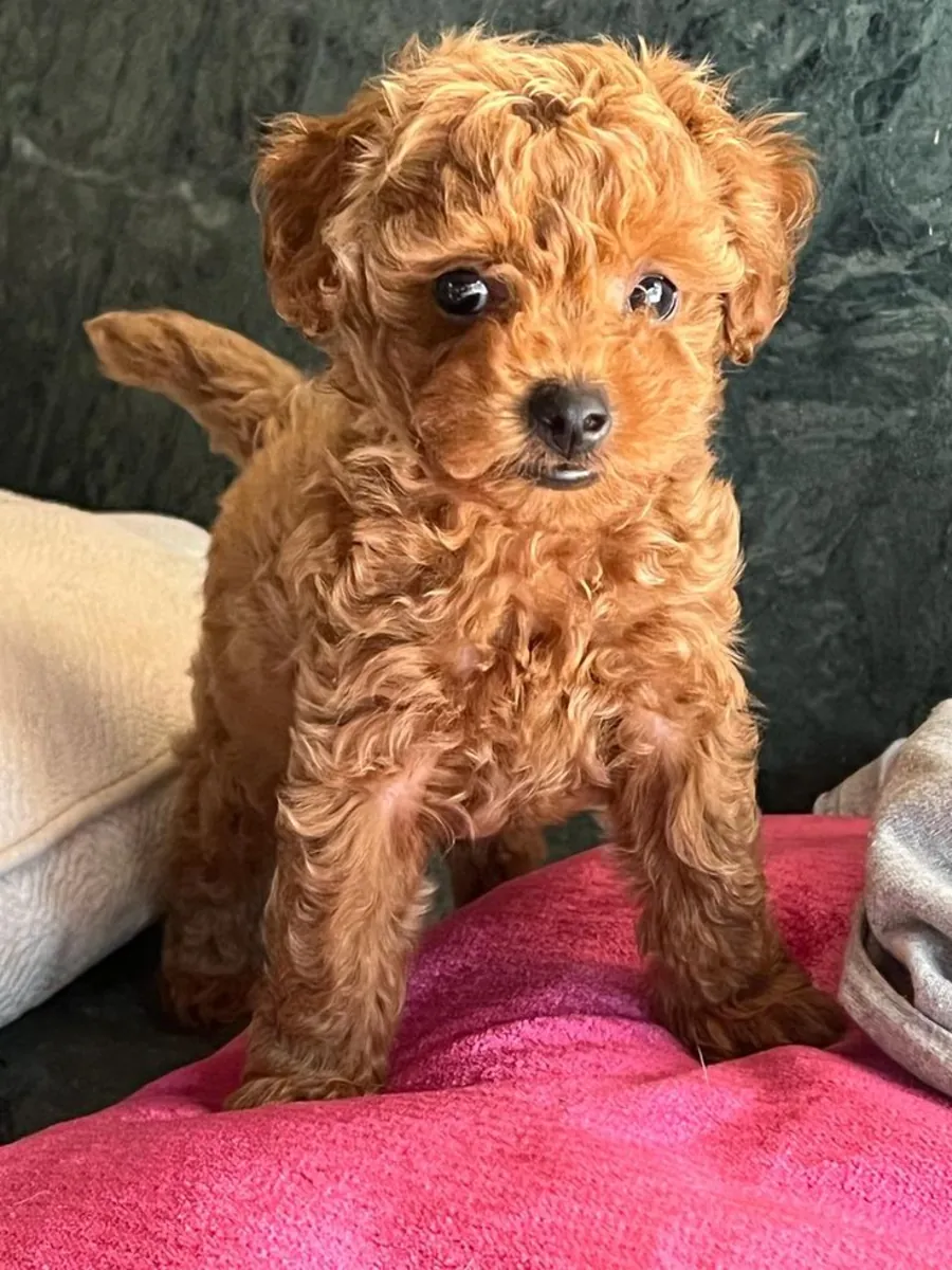 Chiot femelle caniche au tempérament calme et à la grande adaptabilité