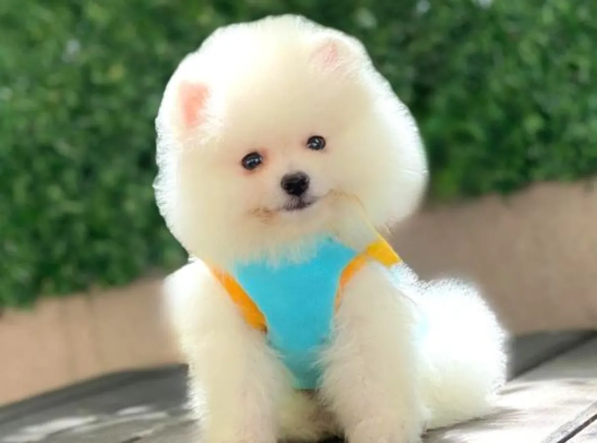 博美犬幼犬（雄性），在平静的家庭环境中长大