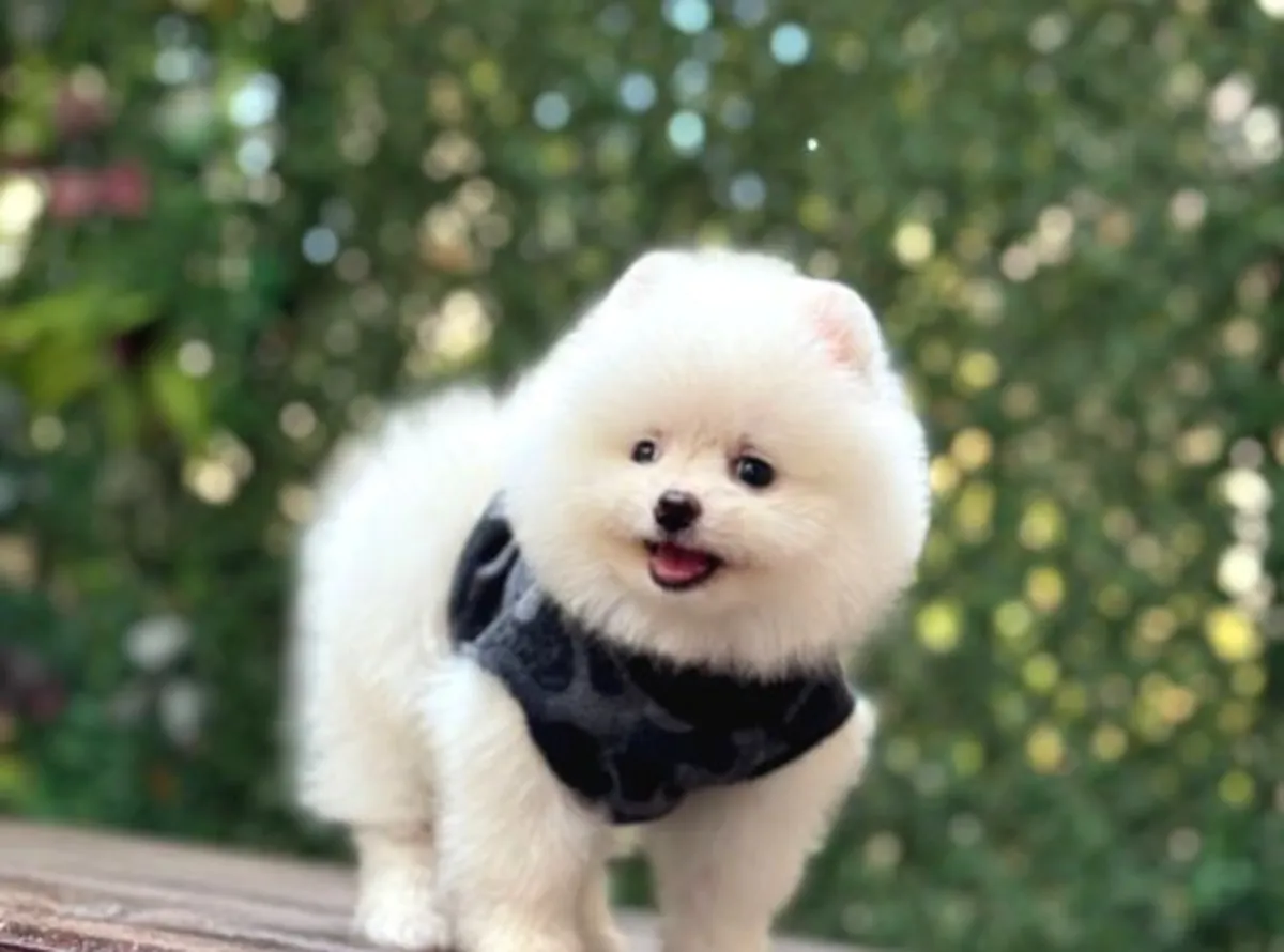 博美犬幼犬（雄性），在平静的家庭环境中长大