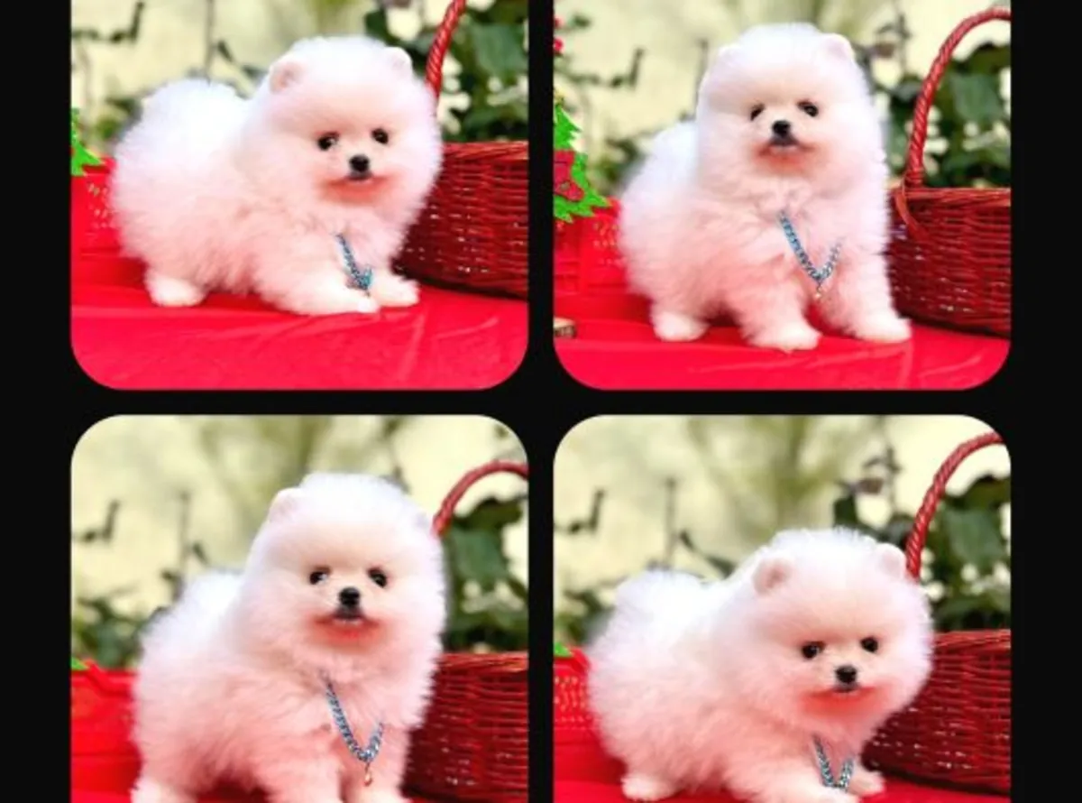 性格温柔友善的博美幼犬（雌性）