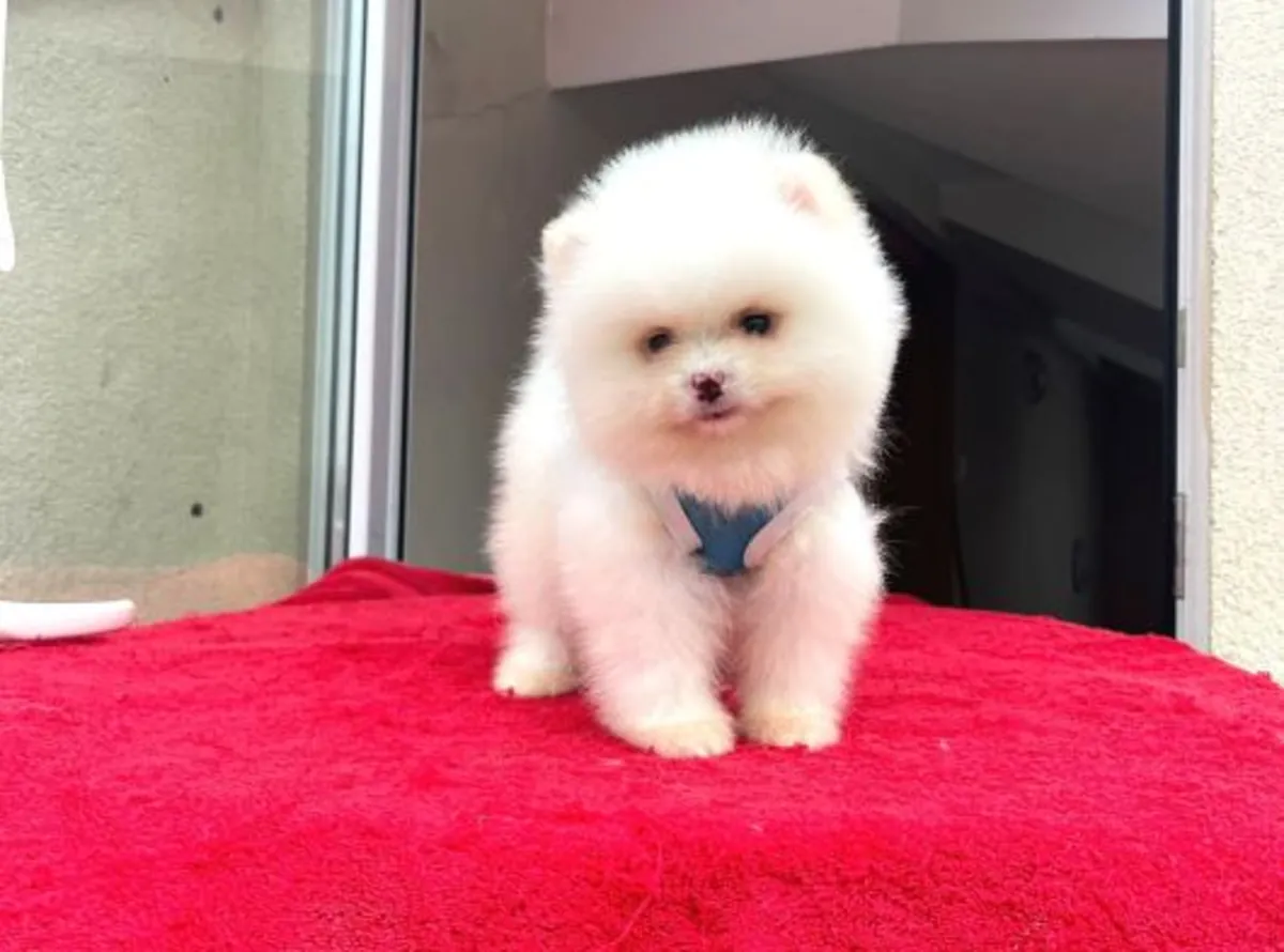 性格温柔友善的博美幼犬（雌性）