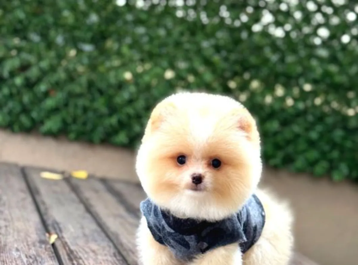 性格温柔友善的博美幼犬（雌性）