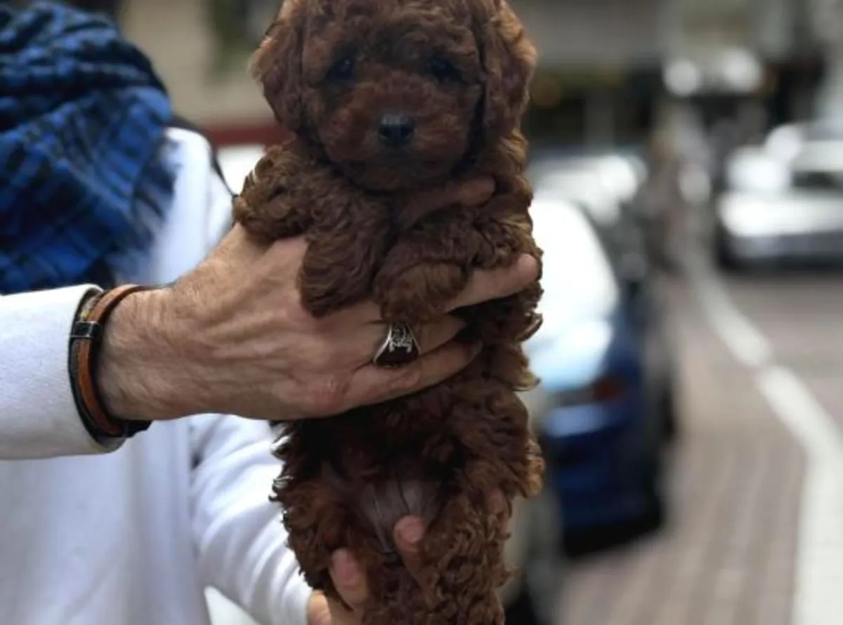 Chiot mâle caniche, intelligent et très réactif