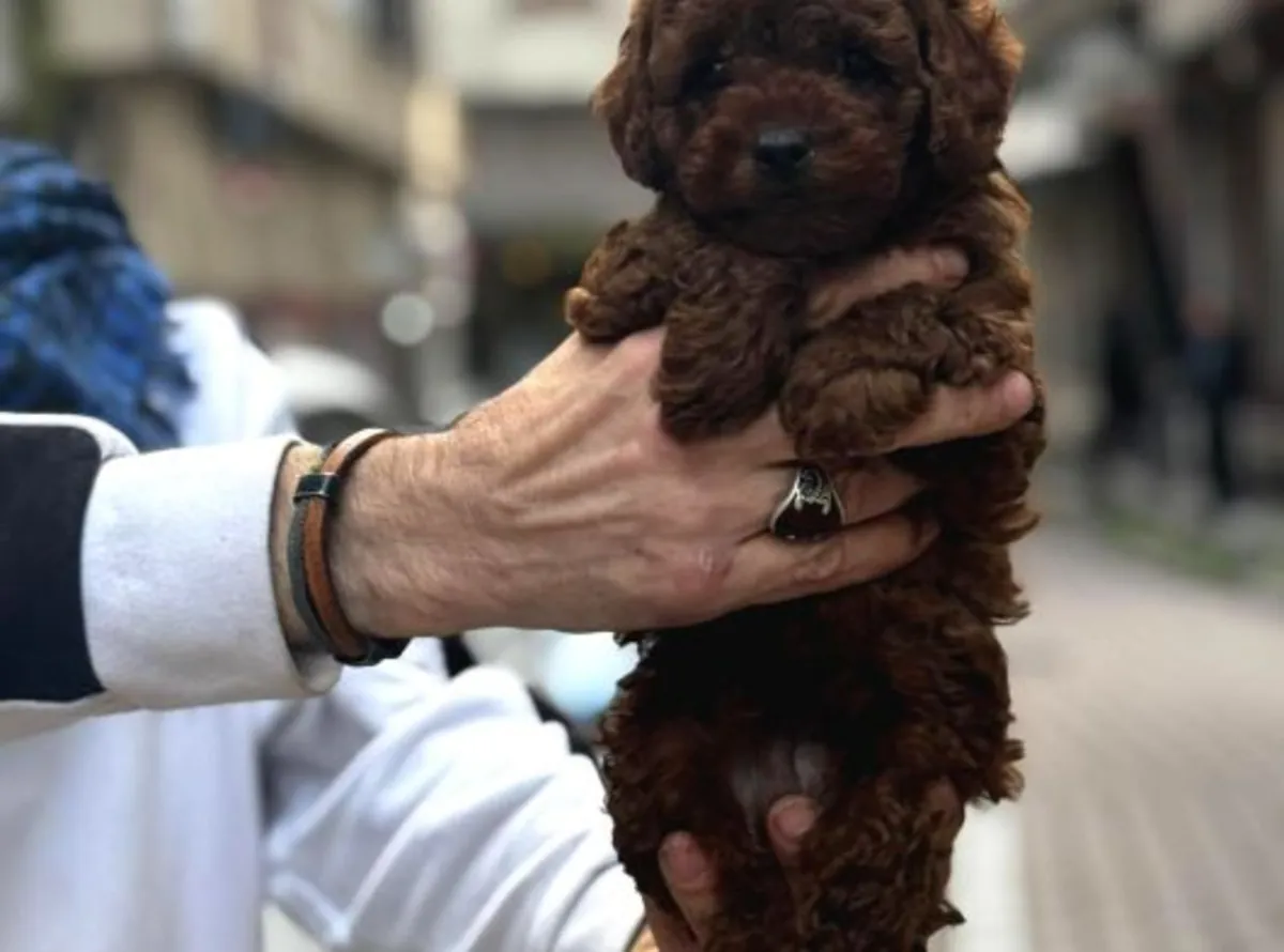 Chiot mâle caniche, intelligent et très réactif
