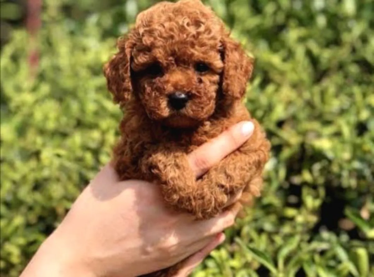 Chiot femelle caniche au tempérament calme et à la grande adaptabilité