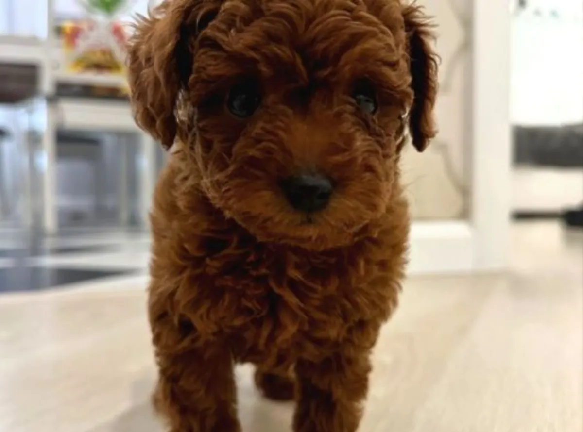 Chiot femelle caniche au tempérament calme et à la grande adaptabilité