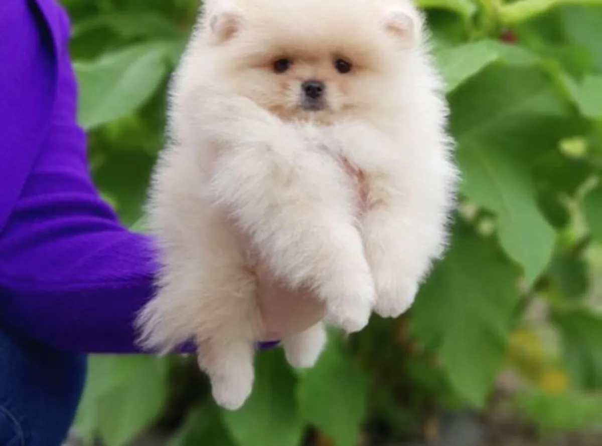 Cachorro macho de Pomerania, criado en casa con un fuerte vínculo social.