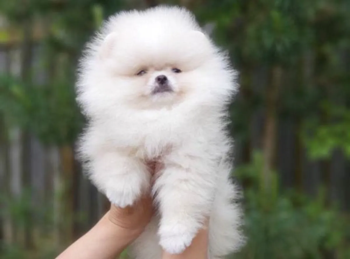 Cachorro macho de Pomerania, criado en casa con un fuerte vínculo social.