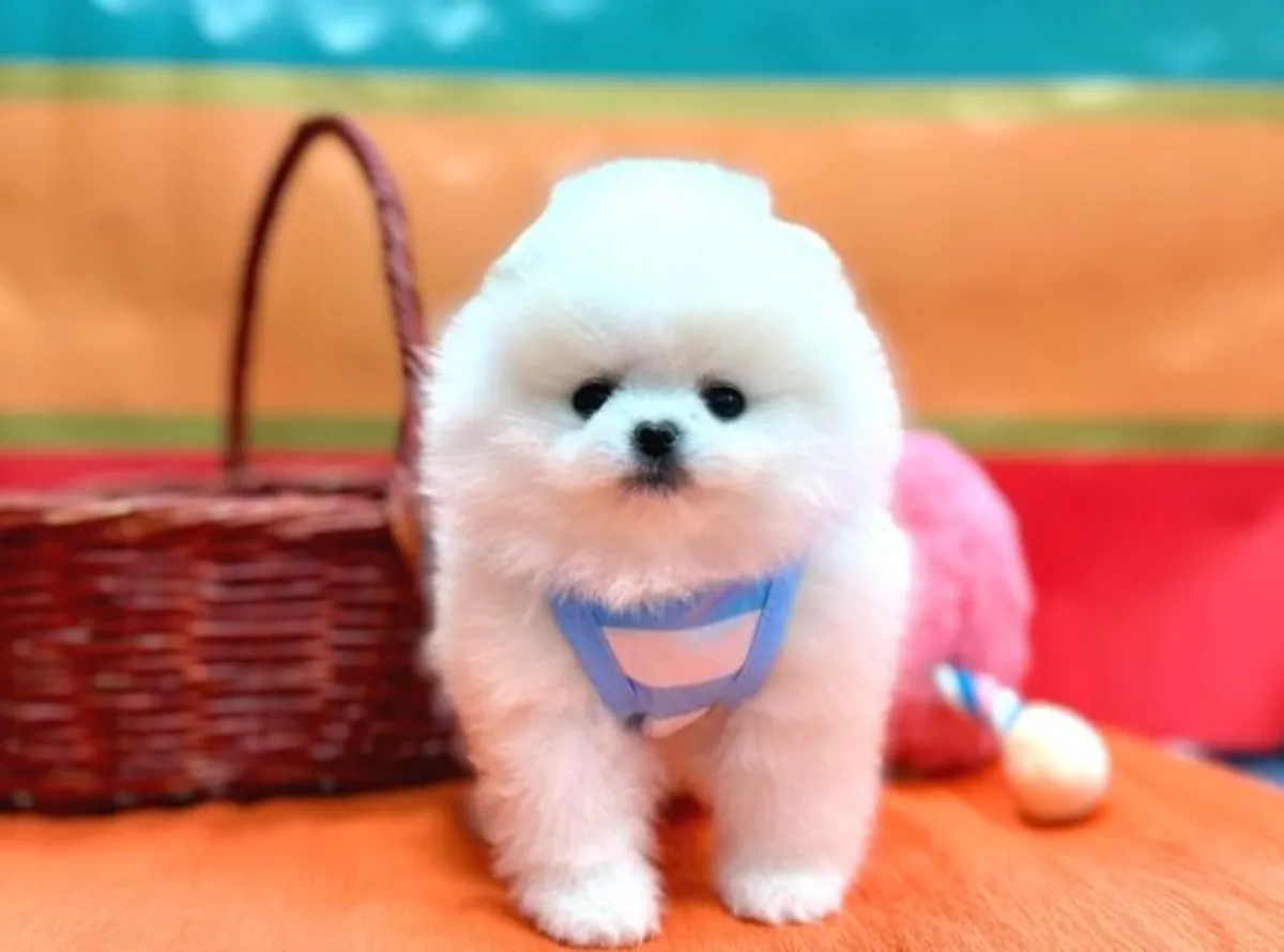 Cachorro hembra de Pomerania con temperamento tranquilo y apariencia elegante.