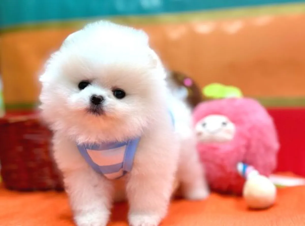 Cachorro hembra de Pomerania con temperamento tranquilo y apariencia elegante.