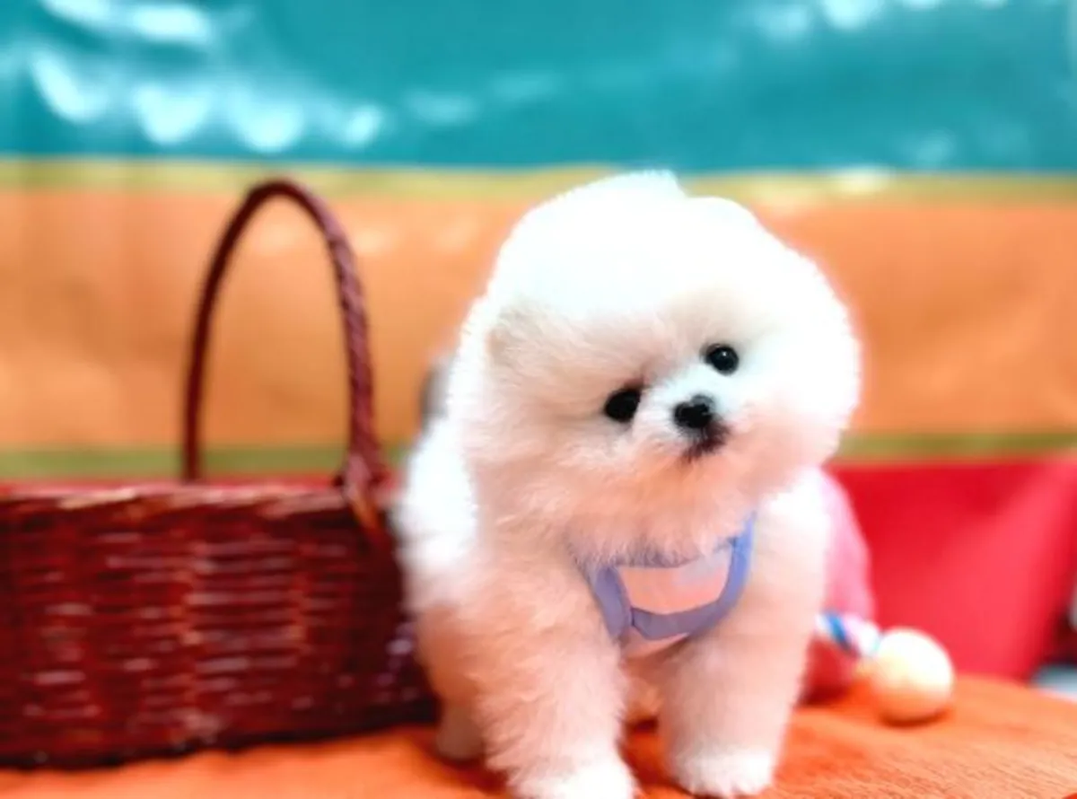 Cachorro hembra de Pomerania con temperamento tranquilo y apariencia elegante.