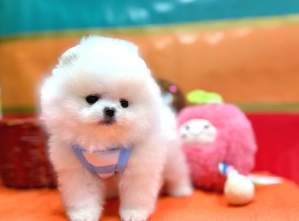 Cachorro hembra de Pomerania con temperamento tranquilo y apariencia elegante.