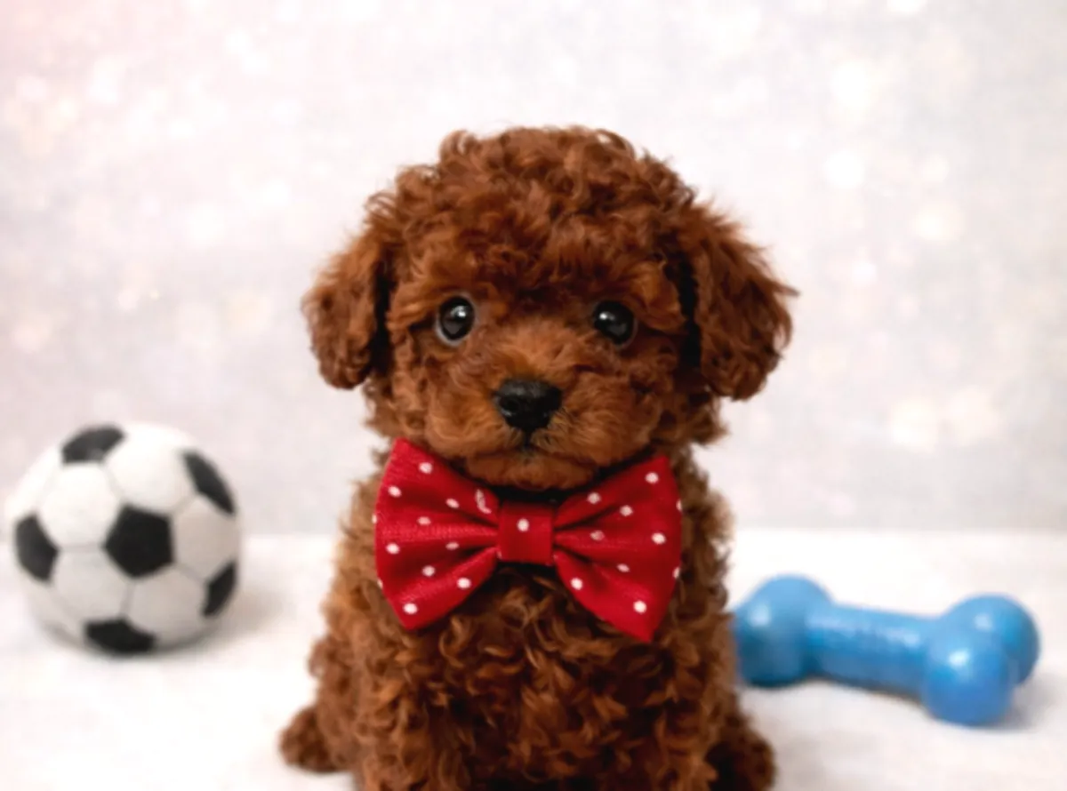 Cachorro caniche macho, inteligente y muy adiestrable.