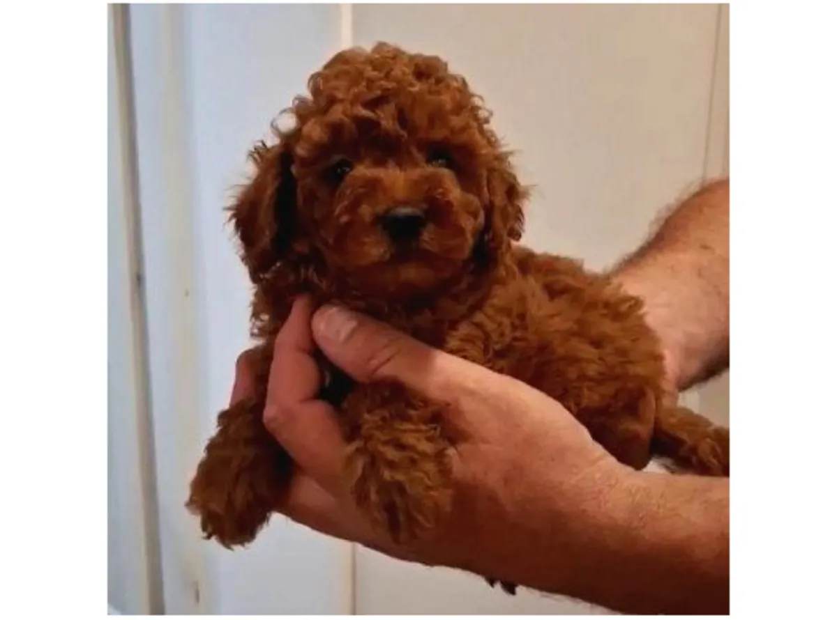 Cachorro caniche hembra con carácter gentil y fuerte adaptabilidad.