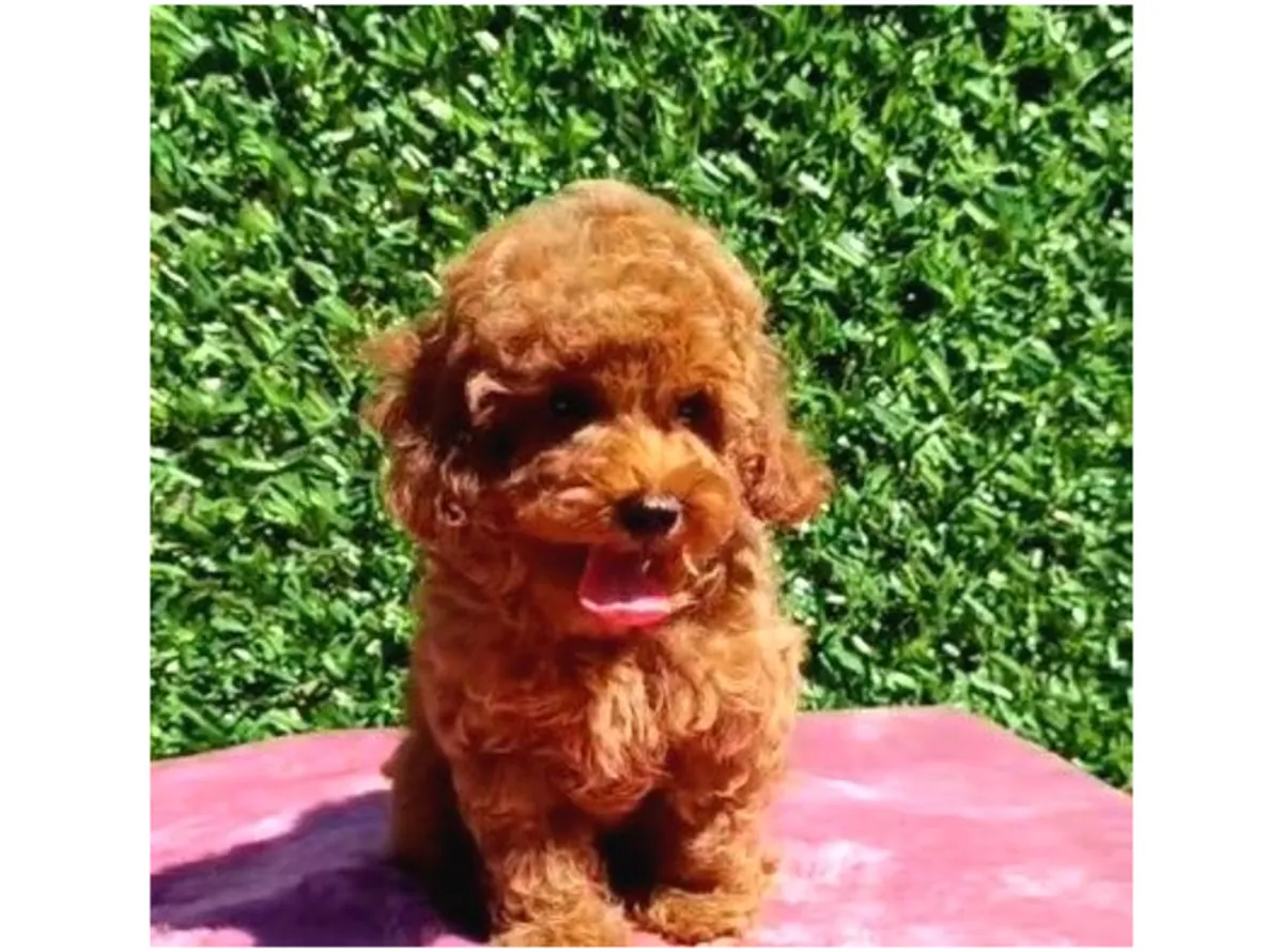 Cachorro caniche hembra con carácter gentil y fuerte adaptabilidad.