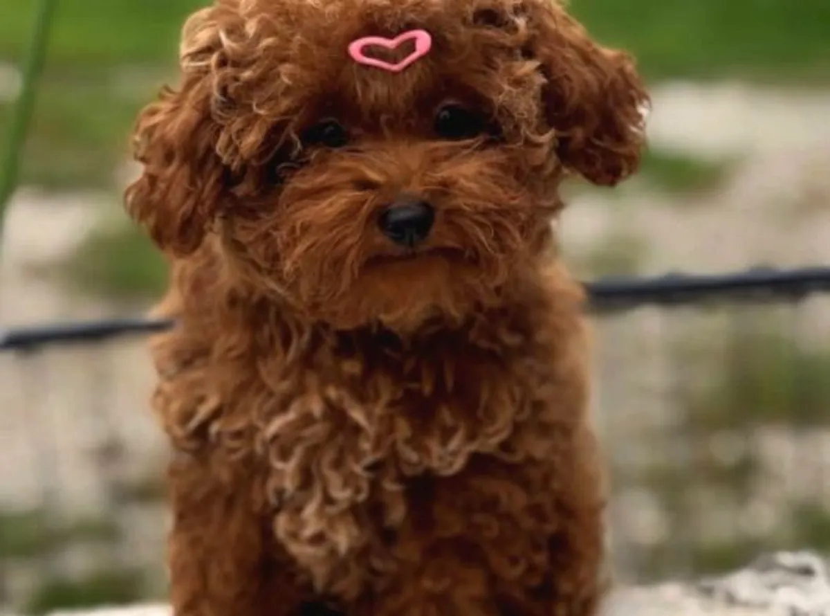 Chiot mâle caniche, personnalité intelligente et réactive