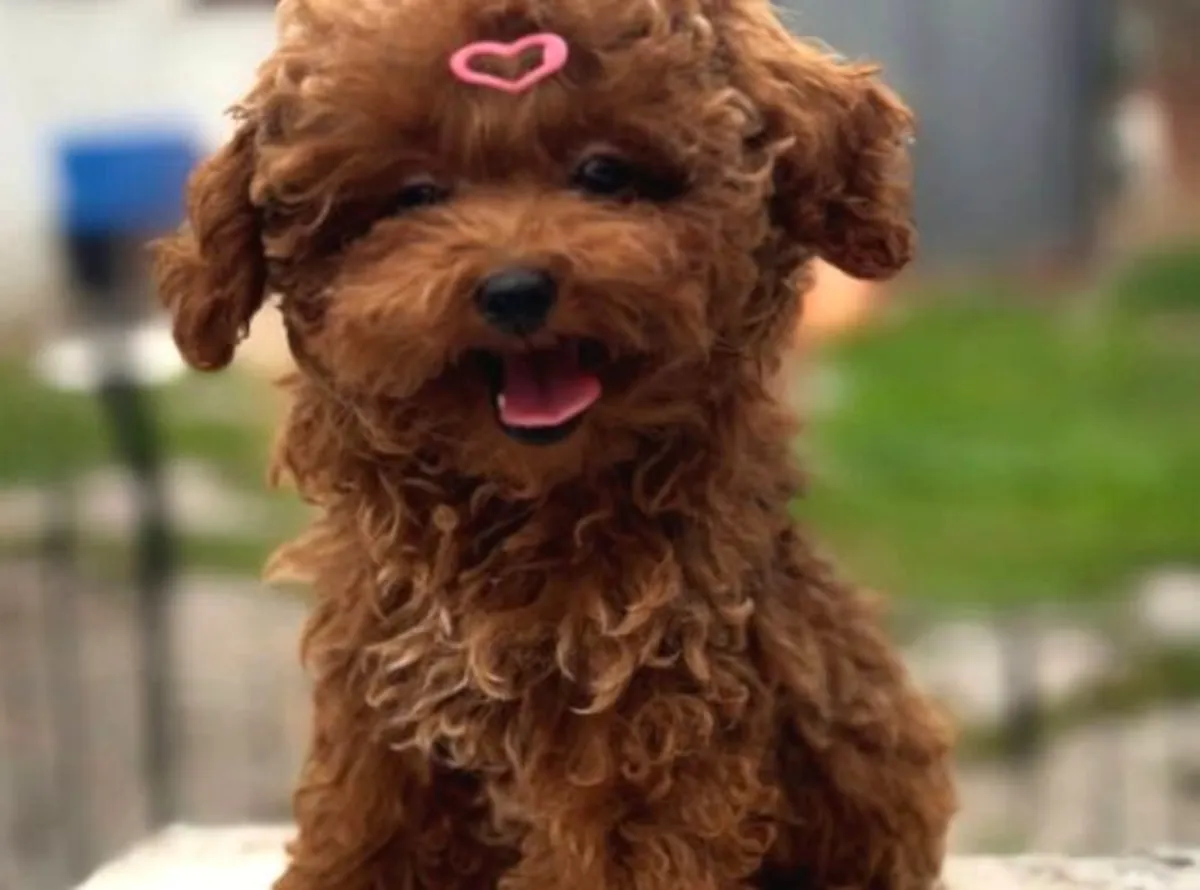 Chiot mâle caniche, personnalité intelligente et réactive