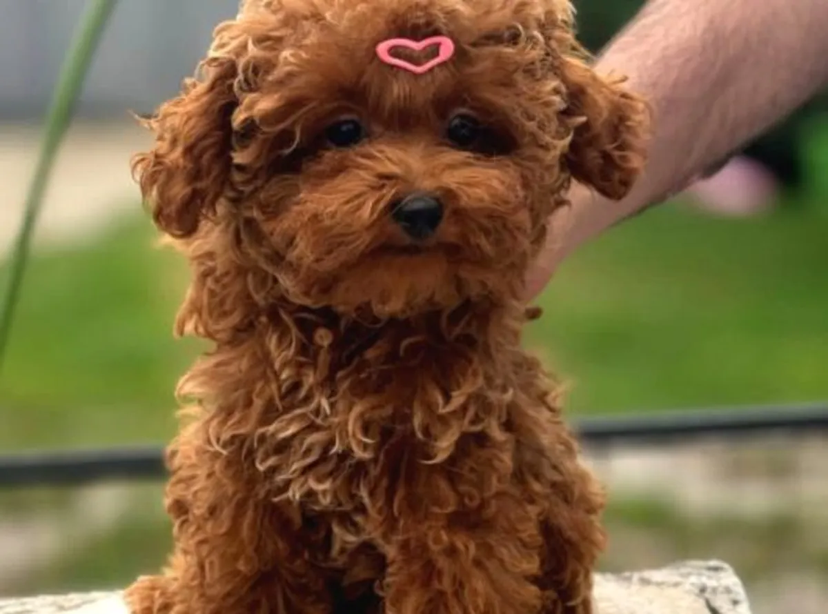 Chiot mâle caniche, personnalité intelligente et réactive