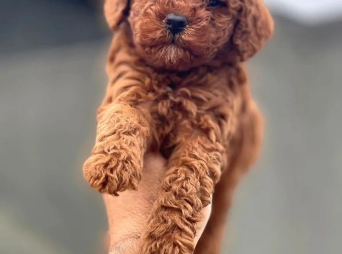 Uysal karakterli ve dengeli davranışlı dişi Poodle yavrusu.