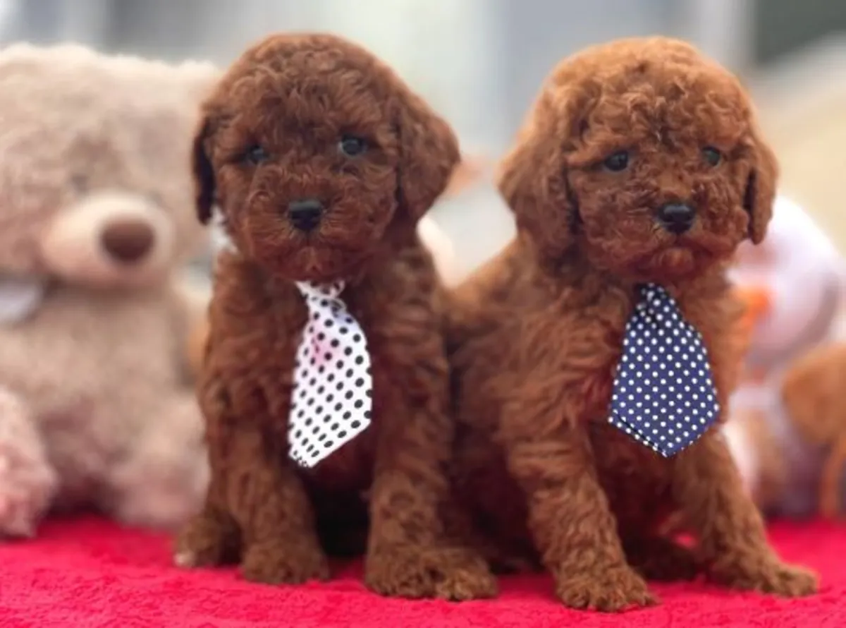 Uysal karakterli ve dengeli davranışlı dişi Poodle yavrusu.