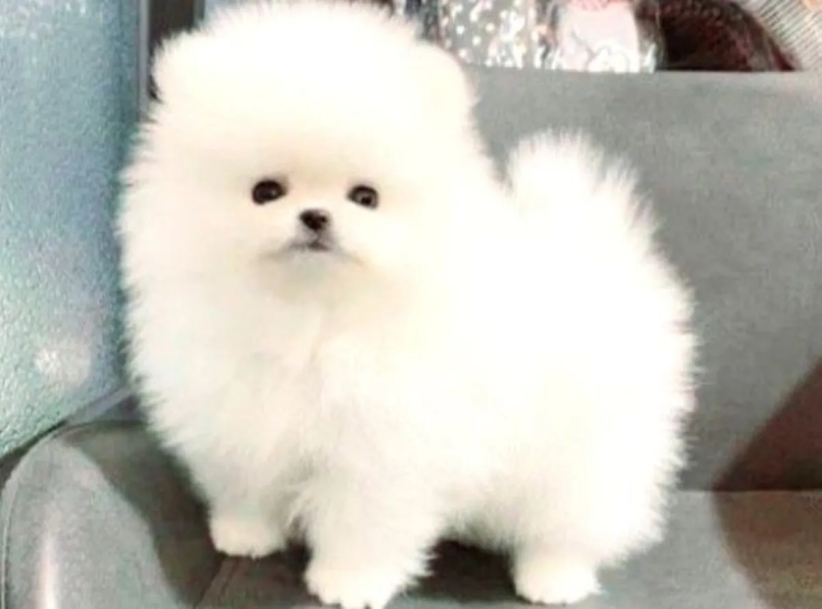 Щенок померанского шпица (мальчик), выращенный в любящей домашней обстановке.