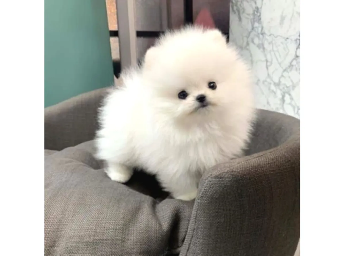 Щенок померанского шпица (мальчик), выращенный в любящей домашней обстановке.
