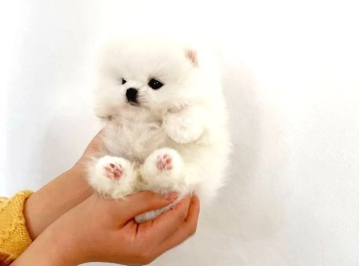 Щенок померанского шпица (мальчик), выращенный в любящей домашней обстановке.