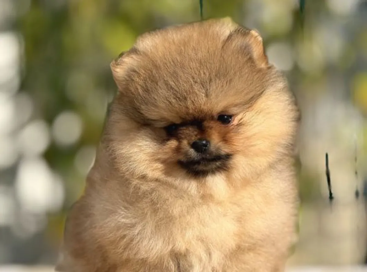 Sakin mizaçlı ve güçlü bağa sahip dişi Pomeranya yavrusu.