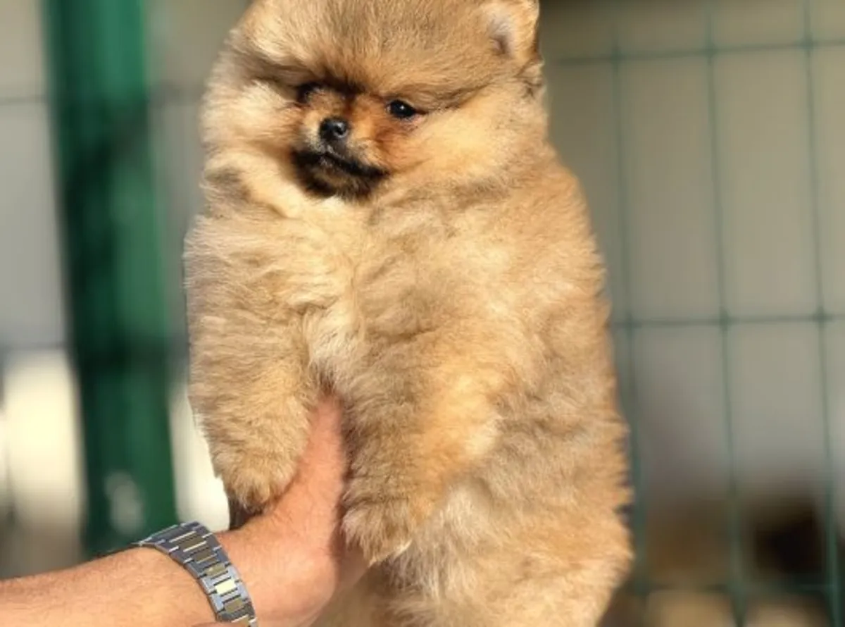 Sakin mizaçlı ve güçlü bağa sahip dişi Pomeranya yavrusu.